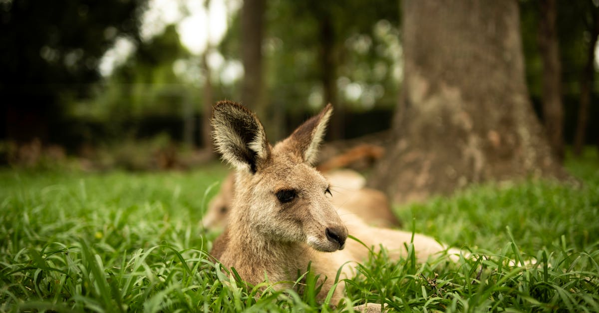 Essential Tools for Artificial Grass Installation in Brisbane