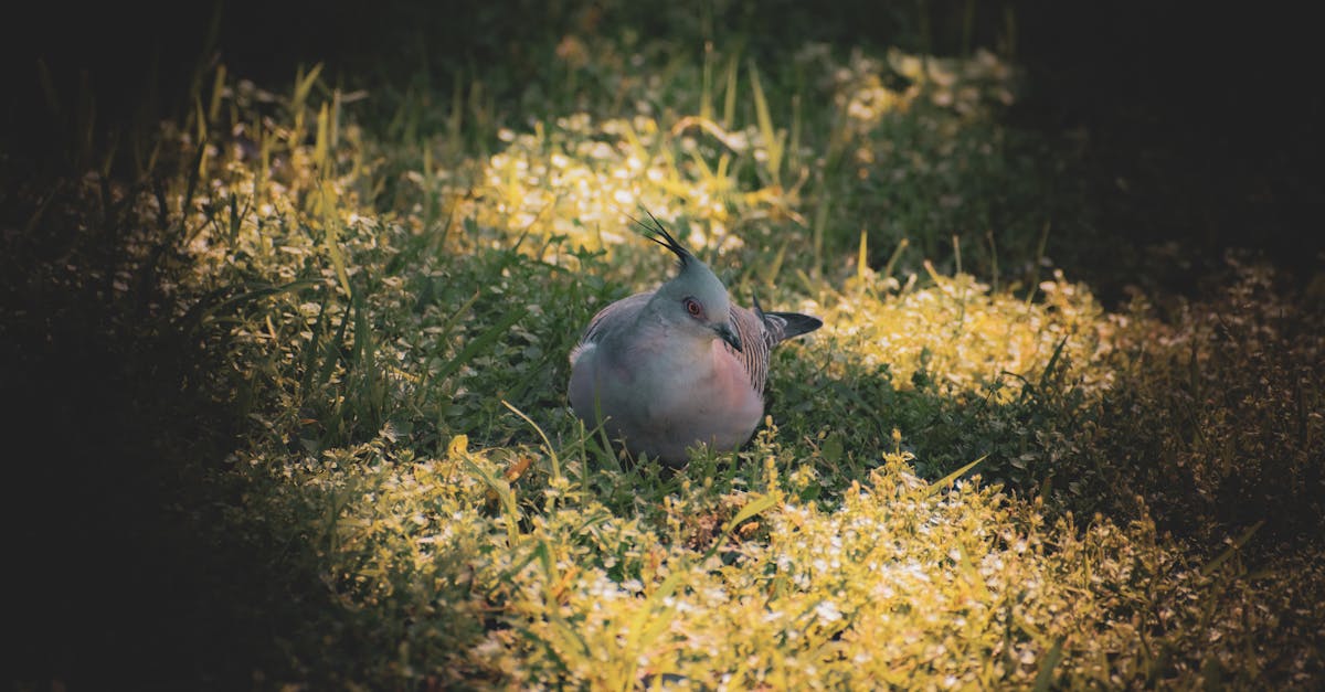 The Ultimate Guide to Low Maintenance Grass Benefits