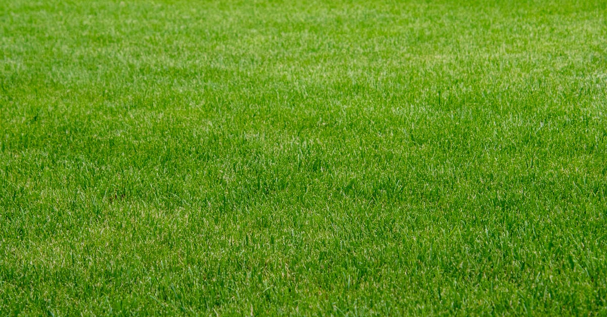 When to Call a Professional for Artificial Grass Repairs